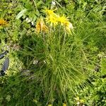 Scorzonera aristata 葉