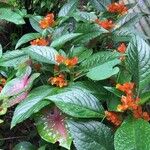 Chrysothemis pulchella Leaf