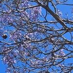 Jacaranda mimosifolia 花