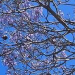 Jacaranda mimosifolia Blomma