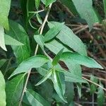 Cestrum elegans Yaprak