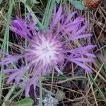 Centaurea jacea Kwiat
