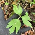 Ranunculus hispidus Leaf