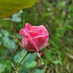 Rosa spp. Fleur