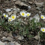 Ranunculus seguieri Hábito