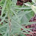 Linaria vulgaris Fulla