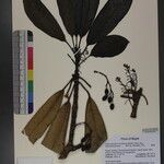 Daphniphyllum himalense Nyingine