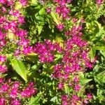 Pentas lanceolataFlower