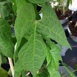 Ipomoea lobata Hoja