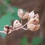 Philadelphus subcanus Fruto