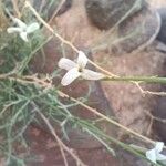 Farsetia aegyptia Blüte