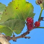 Morus nigra Fruit