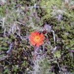 Hieracium aurantiacum Цветок
