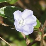 Evolvulus convolvuloides Flor