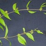 Phthirusa stelis Други