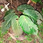 Begonia convallariodora Hoja