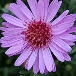 Symphyotrichum novi-belgiiFlower