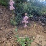 Penstemon palmeri Flor