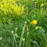 Crepis biennis Flower