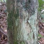 Apeiba glabra 樹皮