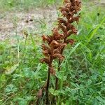 Orobanche lutea Vrucht