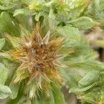Filago pyramidata Maua