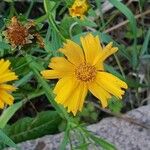 Coreopsis auriculata Kvet