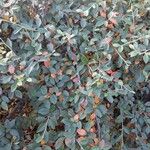 Cotoneaster franchetii عادت داشتن