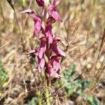 Orchis sancta Flor