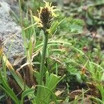 Carex uncinioides Habit