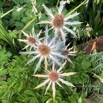 Eryngium spinalba Квітка