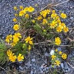 Helenium amarum Kvet