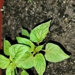 Capsicum chinense Leaf