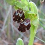 Ophrys lupercalis Mosusu