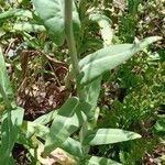 Isatis tinctoria Leaf