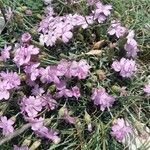 Dianthus subacaulis Habitus