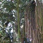 Caryota urens Fruit