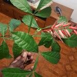 Quassia amara Hoja