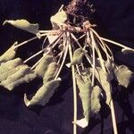 Eriogonum compositum Квітка