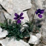 Viola dubyana Flors