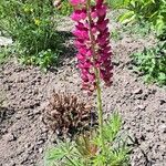 Lupinus polyphyllusFlor