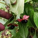 Lonicera involucrataVirág