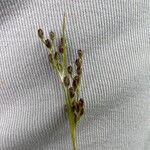 Juncus compressus 花
