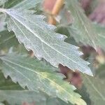 Senecio pterophorus Leaf