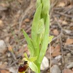 Ophrys aranifera 花