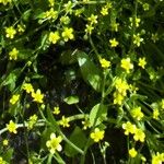 Ranunculus ophioglossifolius Flower