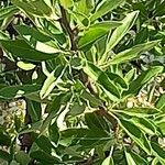 Pyrus spinosa Leaf