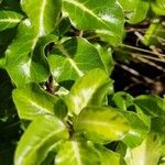 Pittosporum tenuifolium Leaf