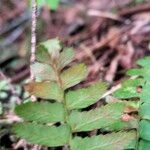 Polystichum imbricans Leaf