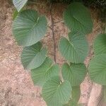 Stictocardia tiliifolia Blatt